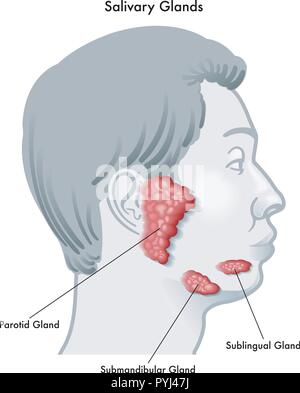 Vector Illustration Bild von einem Gesicht im Profil unter Hinweis auf die Speicheldrüsen und ihre Standorte, auf einem weißen Hintergrund. Stock Vektor