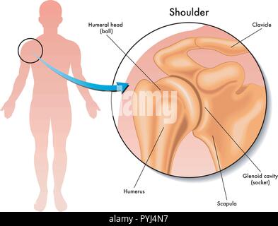 Einfache medizinische Illustration des Schultergelenks Stock Vektor