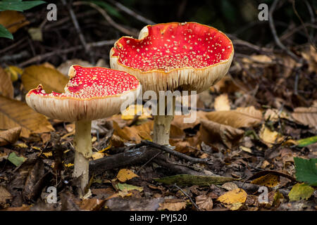 Zwei Amanita muscaria (fly Agaric) Pilze wachsen auf einem Waldboden in West Sussex, UK, im Herbst Blätter und Zweige umgeben. Kopieren Leerzeichen enthalten Stockfoto