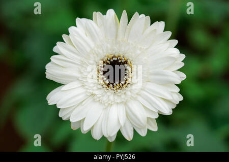 Gerbera jamesonii, oder ORDINÄR wie gerbera oder African Daisy bekannt Stockfoto