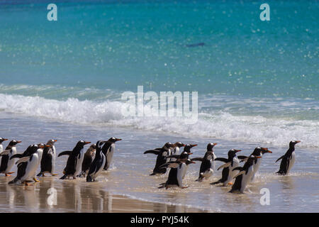 Gentoo und Magellan-pinguine, New Island, Falkland Inseln. Stockfoto