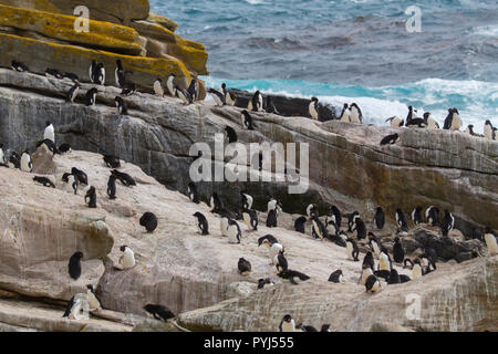 Rockhopper Penguin Colony, New Island, Falkland Inseln. Stockfoto