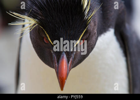 Rockhopper Penguin Colony, New Island, Falkland Inseln. Stockfoto