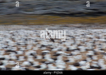 Schwarz der tiefsten Albatross Kolonie, Kirchturm Jason Island, Falkland Inseln. Stockfoto