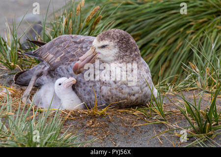 Nesting nördlichen Giant Petrel, Salisbury Plain, Südgeorgien, Antarktis. Stockfoto