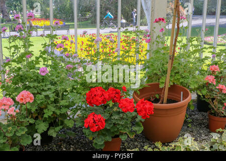 Blumen innen und außen das Palmenhaus im Botanischen Garten in Belfast. Geranien und Pelargonien. Stockfoto