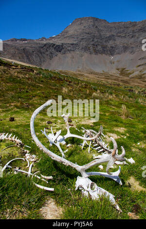 Rentier Knochen, Godthul Bay, South Georgia, Antarktis. Stockfoto