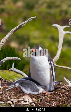 Gentoo Penguins und Rentier Knochen, Godthul Bay, South Georgia, Antarktis. Stockfoto