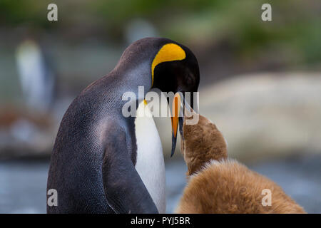 Königspinguine, Gold Harbour, South Georgia, Antarktis. Stockfoto