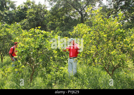 Yaracuy Venezuela am 19. August 2017: Forscher sie Traps für Diaphorina citri Vektor huanglongbing gelbe Drache citrus Ökologisierung Krankheit Stockfoto