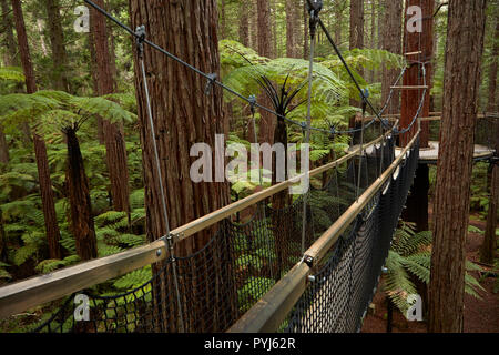 Redwoods Treewalk im Redwoods (Whakarewarewa Forest), Rotorua, North Island, Neuseeland Stockfoto