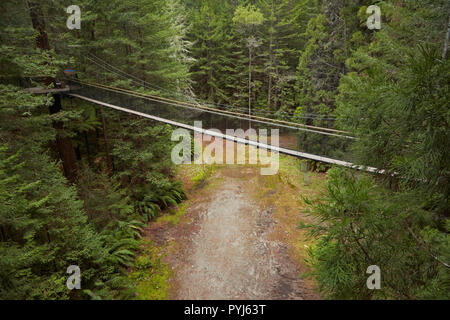 Redwoods Treewalk im Redwoods (Whakarewarewa Forest), Rotorua, North Island, Neuseeland Stockfoto