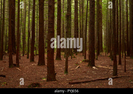 Redwood Tree trunks, die Mammutbäume (Whakarewarewa Forest), Rotorua, North Island, Neuseeland Stockfoto