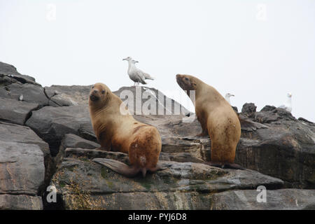 Zwei weiblichen Erwachsenen Steller Seelöwen auf einem rookery in den Aleuten und Beringmeer, Alaska. Stockfoto