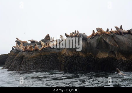 Eine Kolonie von Steller Seelöwen, darunter zwei grosse Männchen (Bullen), auf einem rookery während der Brutzeit, in den Aleuten und Beringmeer, Alaska. Stockfoto