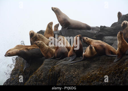 Teil einer Kolonie von Steller Seelöwen auf einem rookery während der Brutzeit, in den Aleuten und Beringmeer, Alaska. Stockfoto