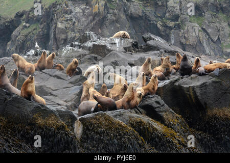 Eine Kolonie von Steller Seelöwen, darunter zwei grosse Männchen (Bullen), auf einem rookery während der Brutzeit, in den Aleuten und Beringmeer, Alaska. Stockfoto