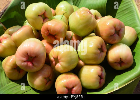 "Chompoophet 'thai Name, Rose Apple. (Eugenia javanica Lamk. Familie Myrtaceae). Stockfoto