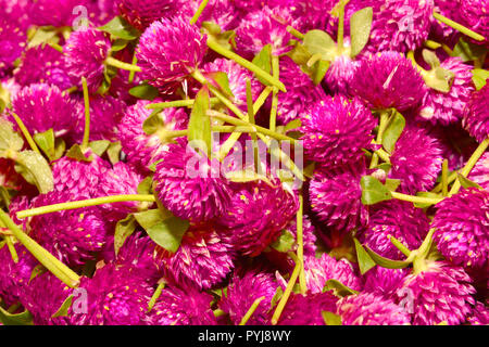 Frische Globus amaranth Blume Textur Hintergrund * * Anmerkung Tiefe der Tiefe Stockfoto
