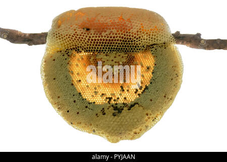 Nest von APIS FLOREA besteht ein Embryo, Erwachsener und süßes Wasser. Apis florea oder Zwerg honey bee ist eine von zwei Arten der Kleinen. Stockfoto