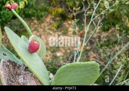 Feigenkaktus Opuntia, oder im Sommer. Higo Obst. Horizontale. Hintergrund unscharf Stockfoto