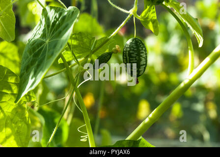 Winzige cucamelons mit kleinen gelben Blume wächst (melothria scabra). Stockfoto