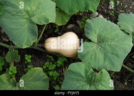 Cremefarbene Butternut Squash organisch mit Laub gewachsen. Stockfoto