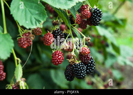 Eine lebendige Zweig kultiviert stachellosen Brombeeren mit reifen und unreifen Früchte. Stockfoto