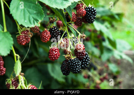 Eine lebendige Zweig kultiviert stachellosen Brombeeren mit reifen und unreifen Früchte. Stockfoto