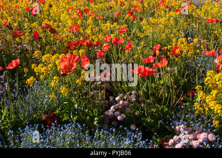 Die hellen und farbenfrohen Teppich von Frühling/Anfang Sommer Wiese Blumen, roter Mohn, blau Vergiss mich nicht, gelb gold Warenkorb und Gänseblümchen leuchten in der Sonne Stockfoto