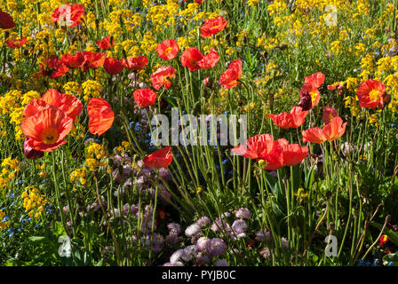 Die hellen und farbenfrohen Teppich von Frühling/Anfang Sommer Wiese Blumen, roter Mohn, blau Vergiss mich nicht, gelb gold Warenkorb und Gänseblümchen leuchten in der Sonne Stockfoto