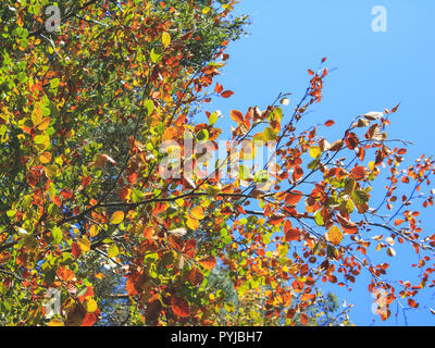 Herbst Blätter am Baum in England Stockfoto