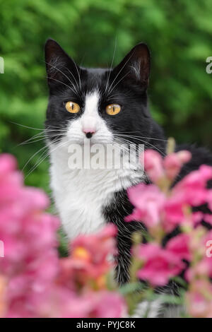 Schwarze und weiße Katze, Europäisch Kurzhaar, über rosa Blüten mit neugierigen Augen suchen, Porträt Stockfoto