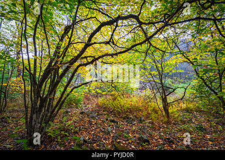 Die Buche, die Gandy Creek in West Virginia Usher in der pulsierenden Herbst gelb, Punktierung der Wald mit einem phosphoreszierende Glühen, unterbrochen Stockfoto