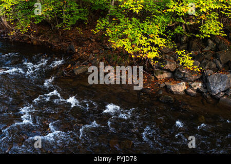 Bunte Buche Bäume ihre herbstlichen Gelb angezeigte kontrastfarbige Kanten mit den dunklen Gewässern der Gandy Creek in West Virginia. Stockfoto