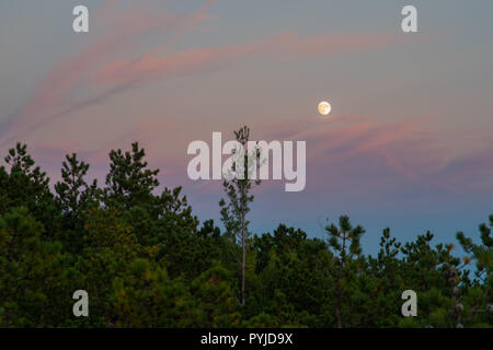Der Vollmond gesehen steigen über ein Feld der Bäume in den späten Abend purple Twilight Sky Fichte. Stockfoto