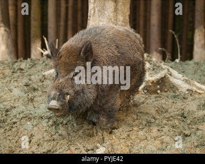 Sus scrofa - Central European Wildschweine im Wald Stockfoto