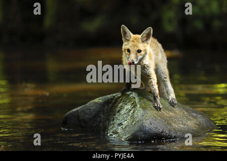 Junge Füchsin von Red fox Aufenthalt in Fluss - Vulpes vulpes Stockfoto