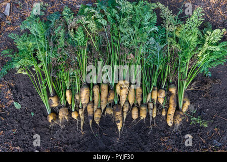 Gelbe Karotten frisch aus dem Garten geerntet Stockfoto