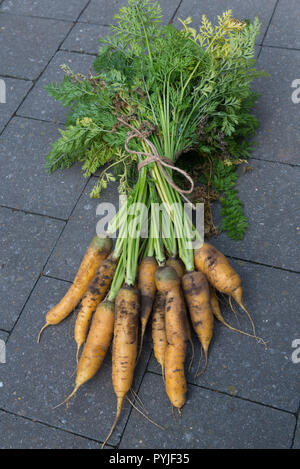 Gelbe Karotten frisch aus dem Garten geerntet Stockfoto