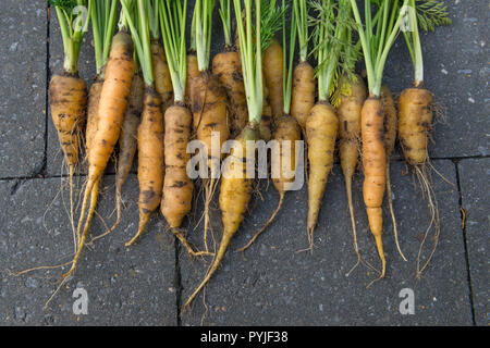 Gelbe Karotten frisch aus dem Garten geerntet Stockfoto