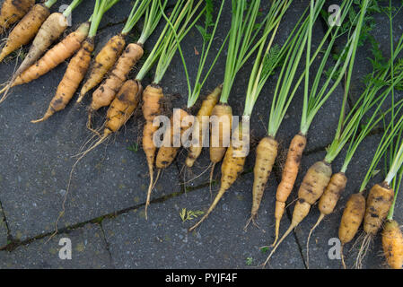 Gelbe Karotten frisch aus dem Garten geerntet Stockfoto