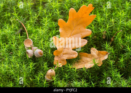 Gefallenen Blätter im Herbst auf moss Makro im Wald Stockfoto