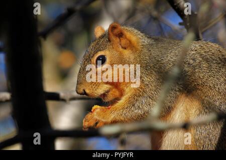 Kansas Fuchs Schwanz Eichhörnchen geschossen closeup in einem Baum Stockfoto