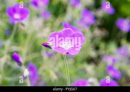 Geranium 'Orion' Blumen. Stockfoto