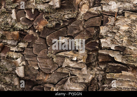 Rinde Textur mit Flechten - Detail von der Kanadischen Wald Stockfoto