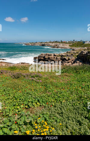 Walbeobachtung in Hermanus, Südafrika Stockfoto