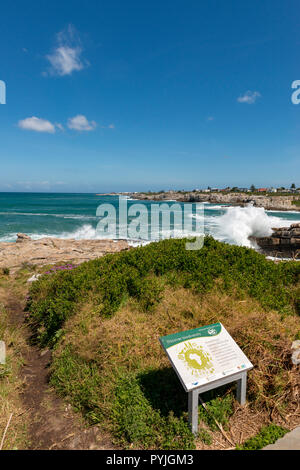 Walbeobachtung in Hermanus, Südafrika Stockfoto