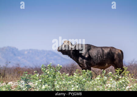 Afrikanische Büffel in den Krüger National Park, Südafrika; Specie Syncerus caffer Familie der Hornträger Stockfoto