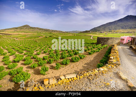 Insel Pantelleria mueggen Bezirk: zibibbo Weinberge Stockfoto